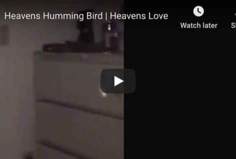 heavens-hummingbird