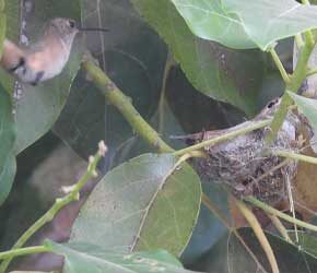 Mate Visits While in Nest Mate Visits While in Nest