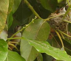 Mate Visits While in Nest Mate Visits While in Nest