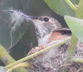 Lays Egg Day 11 May 16, 2021 Lays Egg Day 11 May 16, 2021