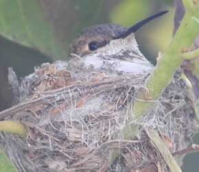 Day 15-18 Incubating Eggs Day 15-18 Incubating Eggs