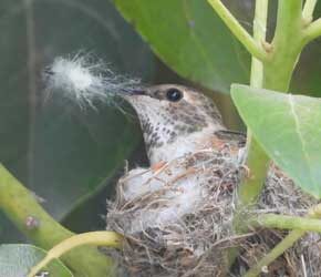 Day 6 Building Nest Day 6 Building Nest
