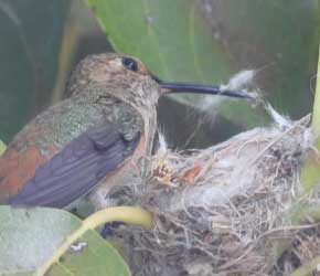 Lays Egg Day 9 May 14, 2021 Lays Egg Day 9 May 14, 2021