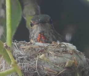 Day 7 Building Nest Day 7 Building Nest