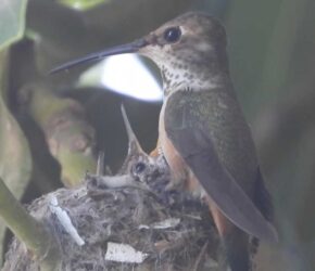 Day 15 Beaks are Bigger Day 15 Beaks are Bigger