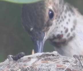Day 3 Feeding Babies ( see beak) Day 3 Feeding Babies ( see beak)