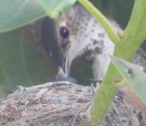 Day 4 of Feeding Babies (Beak) Day 4 of Feeding Babies (Beak)