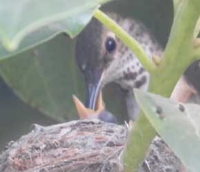 Day 5 Feeding Babies Day 5 Feeding Babies