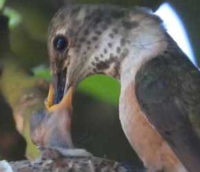 Day 6 Feeding Babies Day 6 Feeding Babies