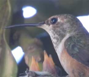 Day 7 Feeding the Babies Day 7 Feeding the Babies