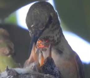Day 11 of Feeding Day 11 of Feeding