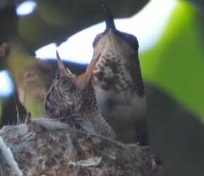 Day 12 of Feeding ( wings) Day 12 of Feeding ( wings)