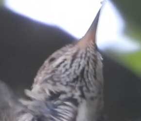 Day 14 Flapping Wings Day 14 Flapping Wings