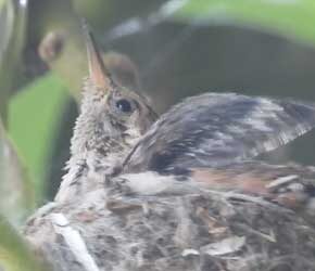Day 16 Strengthening Wings Day 16 Strengthening Wings