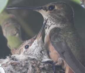 Day 18 Strengthening Wings Day 18 Strengthening Wings