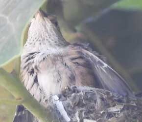 Day 20 Standing on Nest Day 20 Standing on Nest