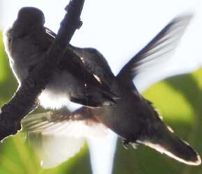 Day 24 Both are Out of the Nest Day 24 Both are Out of the Nest