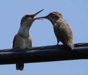 Day 5 Out of Nest Day 5 Out of Nest