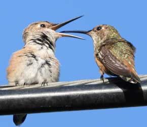 Day 8 Out of the Nest Day 8 Out of the Nest
