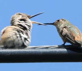 Day 9 Out of Nest Day 9 Out of Nest