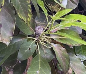 Nest is Built Nest is Built